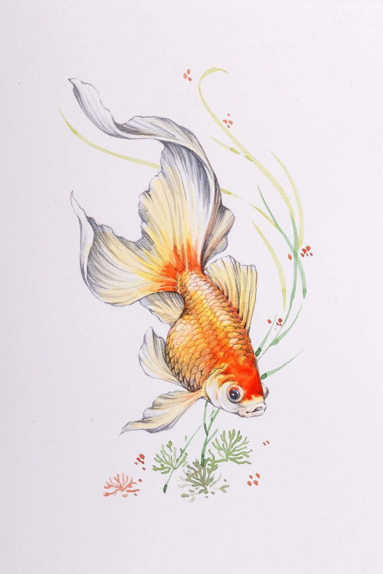 Fische Zeichnen Aquarell | Fischlexikon