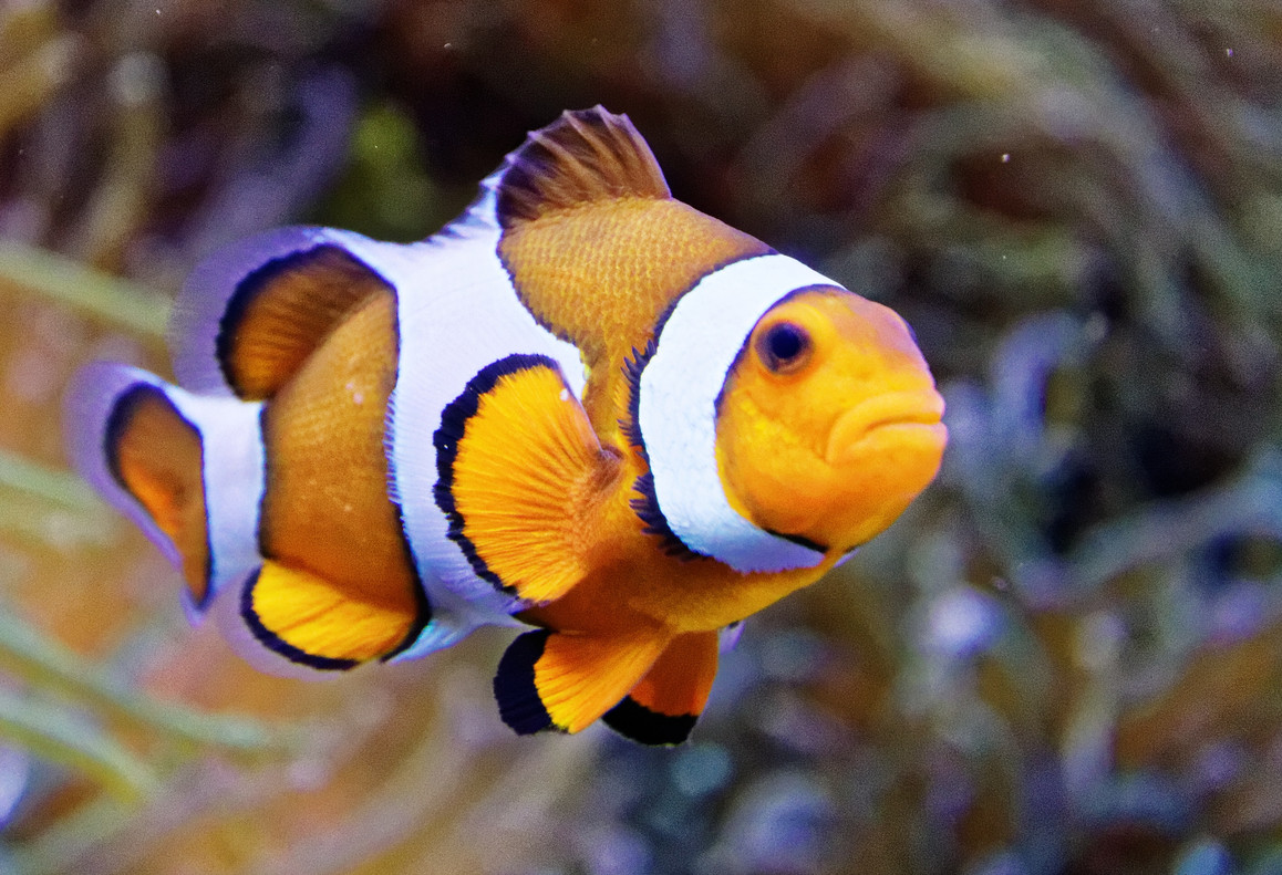 Nemo Fisch Namen | Fischlexikon