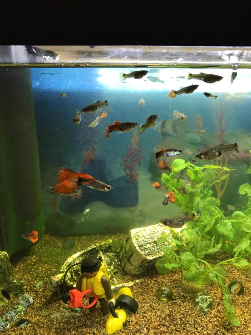 √ Wo Fische Abgeben | Fischlexikon