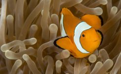 Nemo Fisch Steckbrief