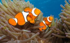 Nemo Fisch Rasse