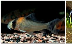 Adolfos Panzerwels – Corydoras adolfoi