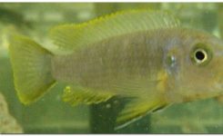 Afrikanischer Küstenmaulbrüter – Cynotilapia axelrodi