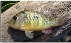 Ballonkopf-Erdfresser – Gymnogeophagus balzanii