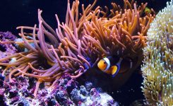 Nemo Fisch Im Aquarium