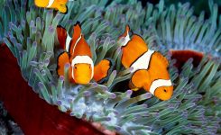 Nemo Fisch Welches Wasser