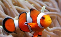 Nemo Fisch Echt