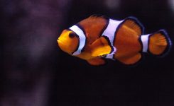 Nemo Fisch Preis