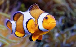 Nemo Fisch Namen