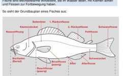 fischlexikon-schweiz_54da90a3b.jpg