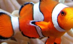 Findet Nemo Fische Im Netz