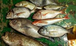 warum-fisch-so-gesund-ist_4156da0a9.jpg