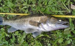 Zander 80 Cm Gewicht